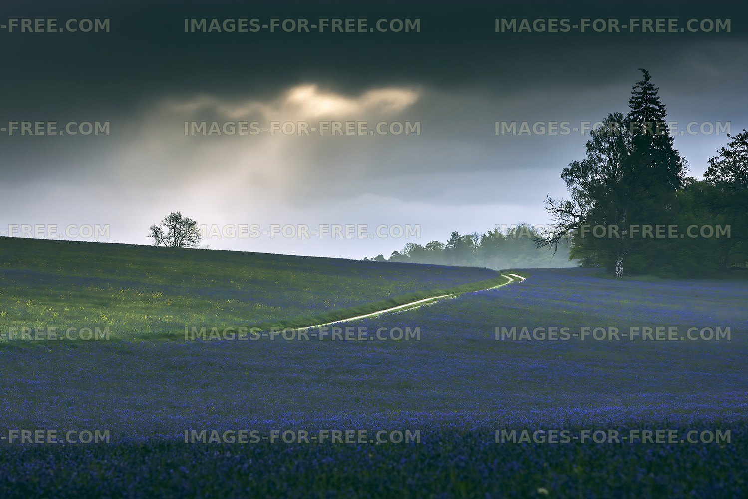 Path through a field of blue flowers under cloudy sky