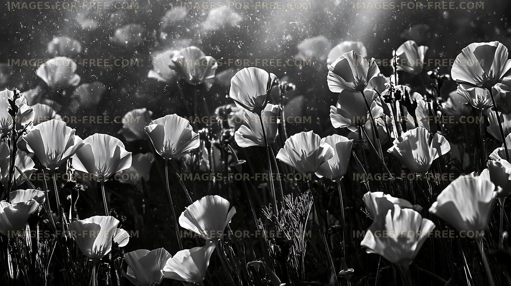 Black and white flowers under sunlight display natural beauty