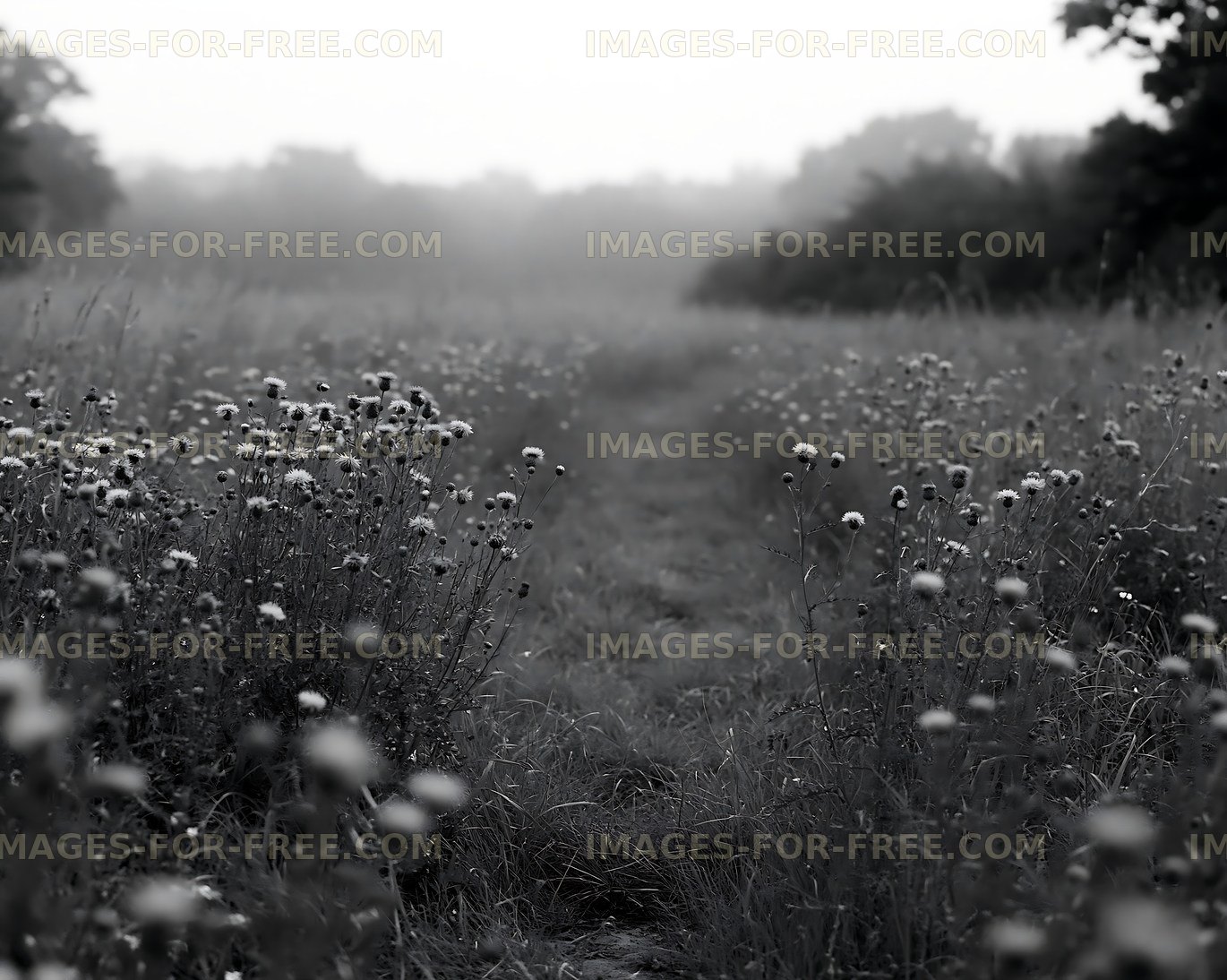 Path through wildflowers in a foggy field
