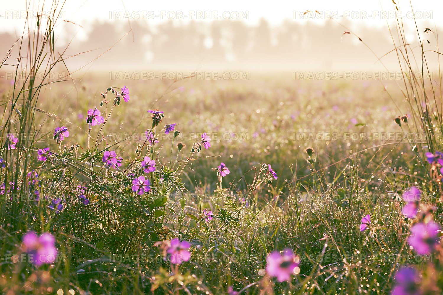 Wildflowers bloom in a field during sunrise