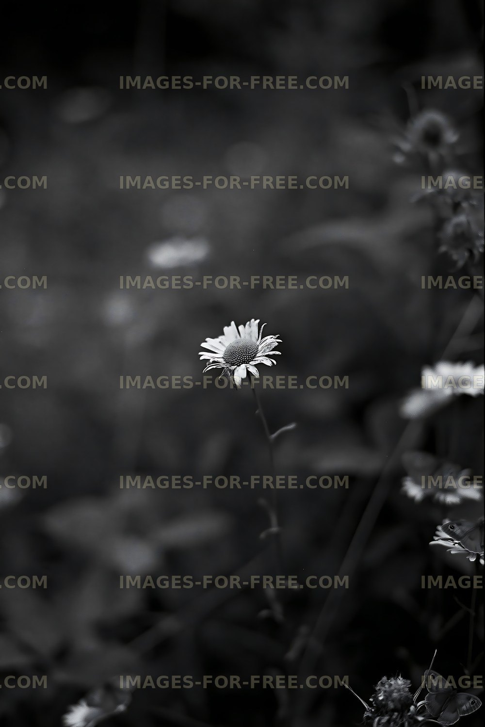 Single white flower growing in a field of greenery