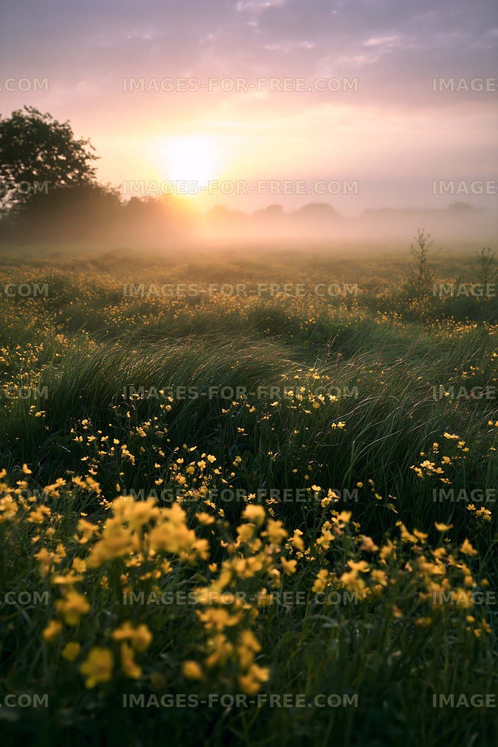 Sunrise over a field of yellow flowers and grass