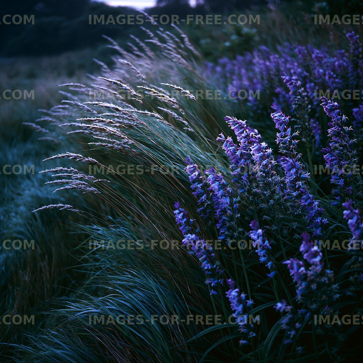 Wildflowers and grass in a dimly lit field at dusk
