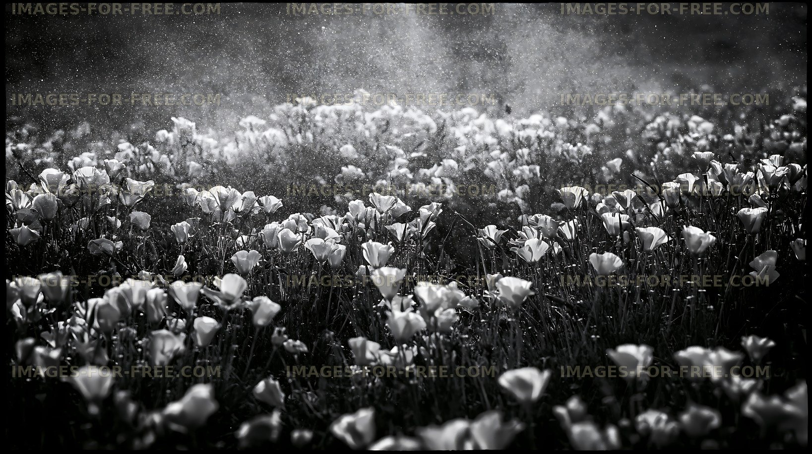 Field of white flowers under sunlight
