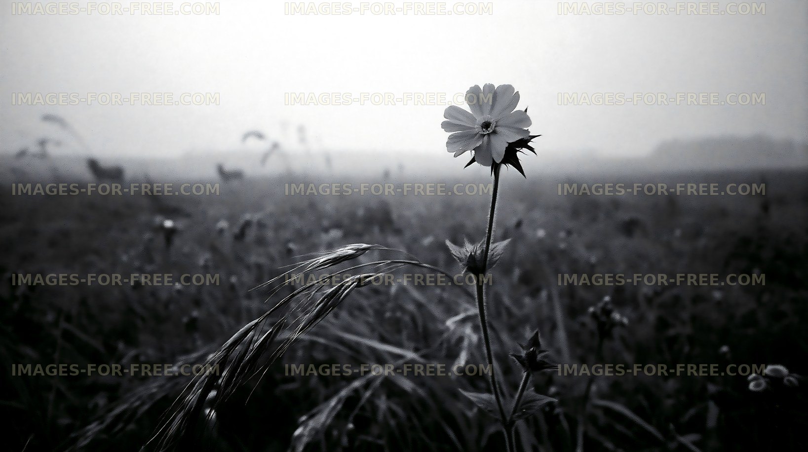 Single flower standing in a foggy meadow