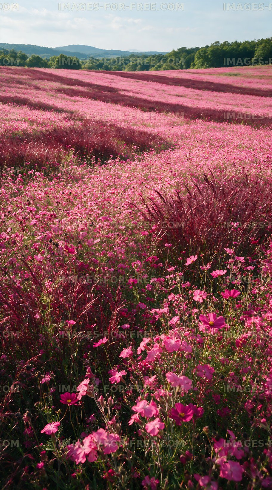 Vibrant pink flower field under a clear blue sky