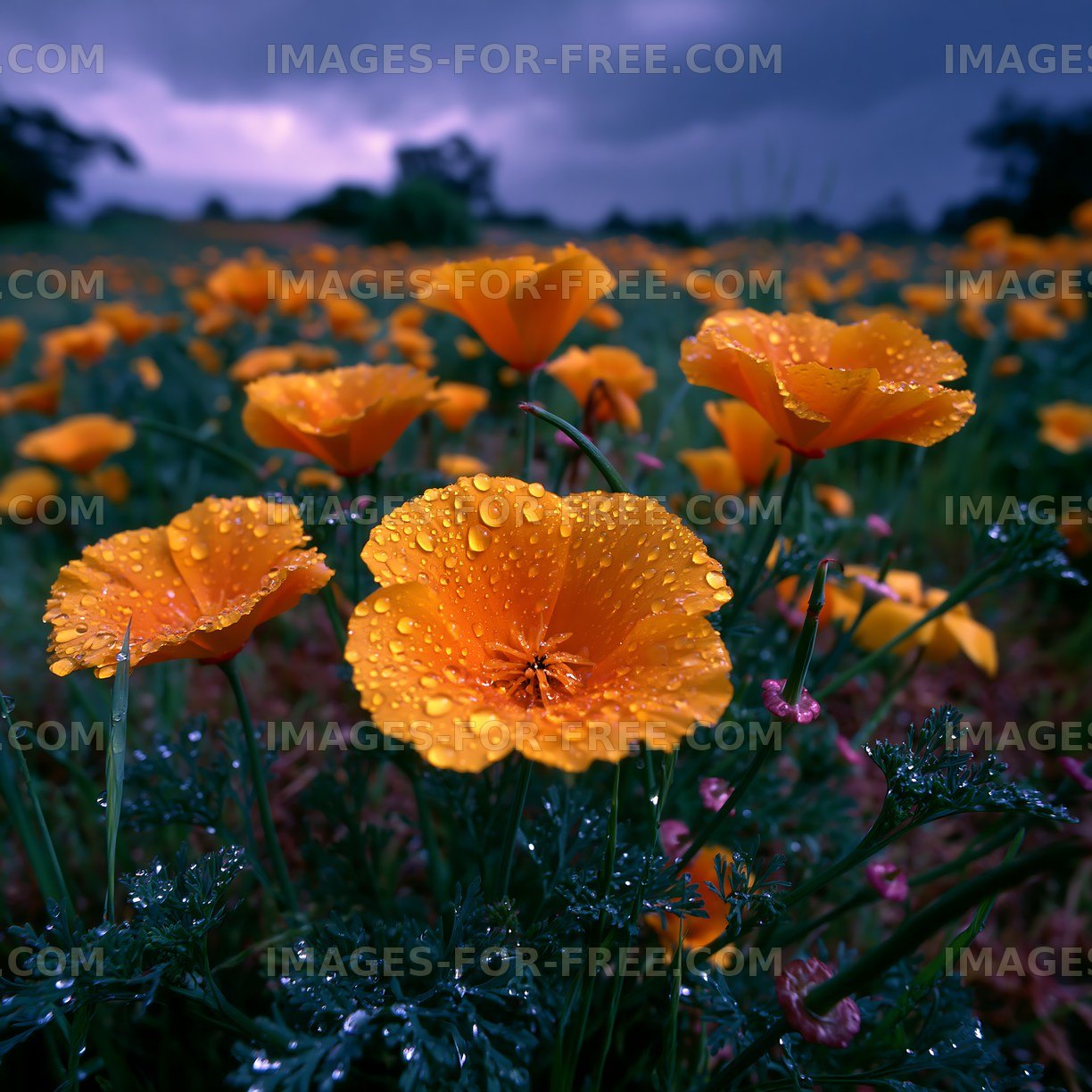 Yellow flowers with raindrops against a cloudy sky