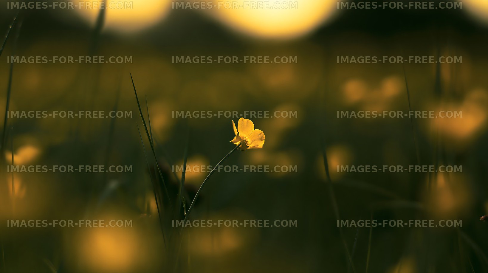 Yellow flower standing in a field at sunset