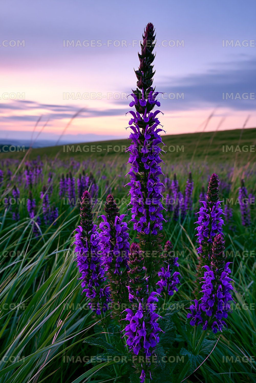 Purple flowers blooming in a green field at sunset