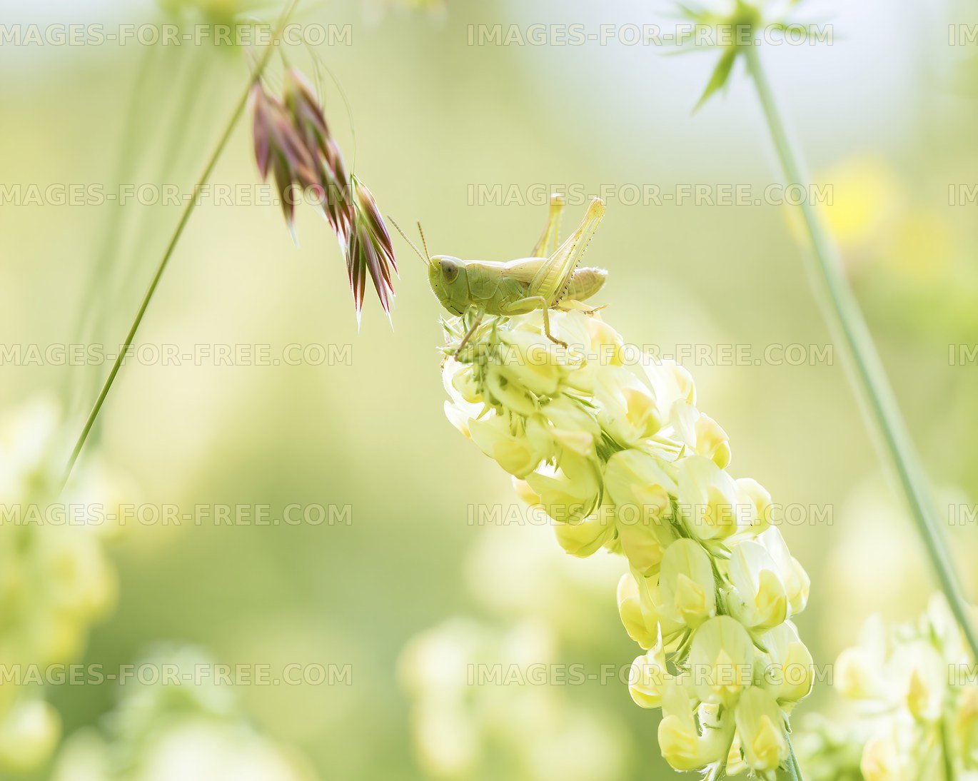 Grasshopper on yellow flower in bright garden setting