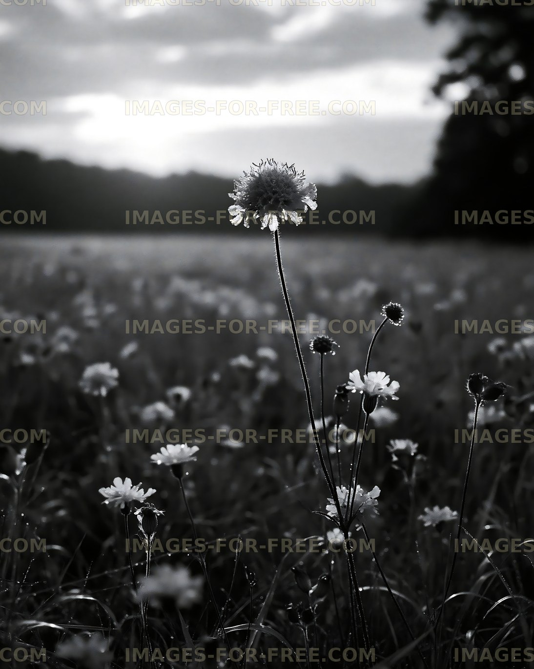 Flowers in a field during sunset