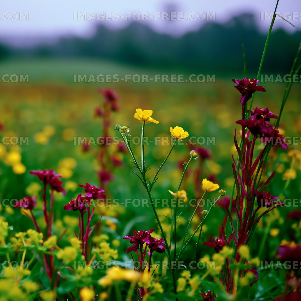 Colorful wildflower field in spring at golden hour