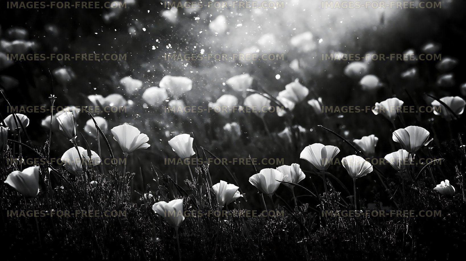 White flowers in field with soft light and dust