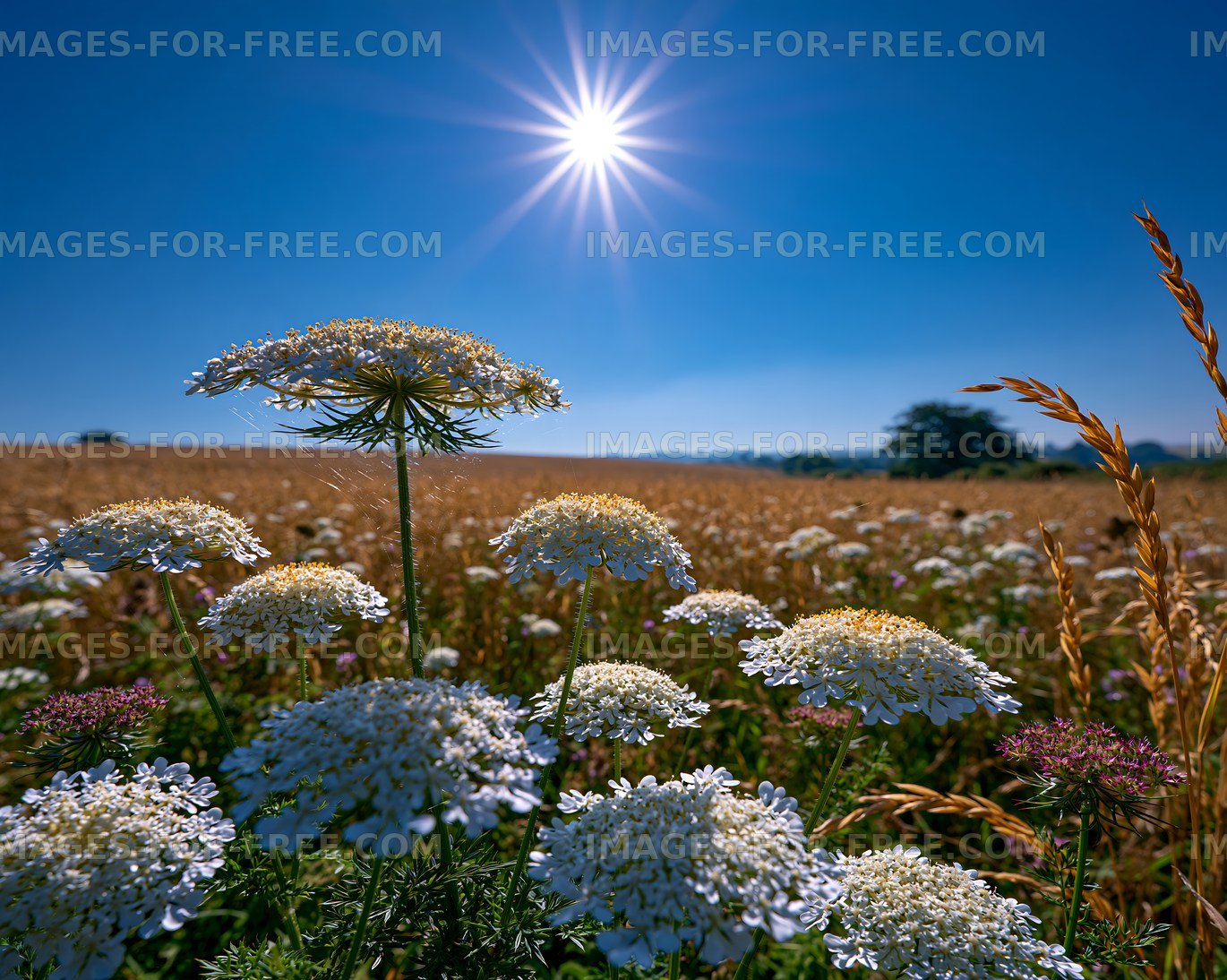 Flowers bloom under a bright sun in a field