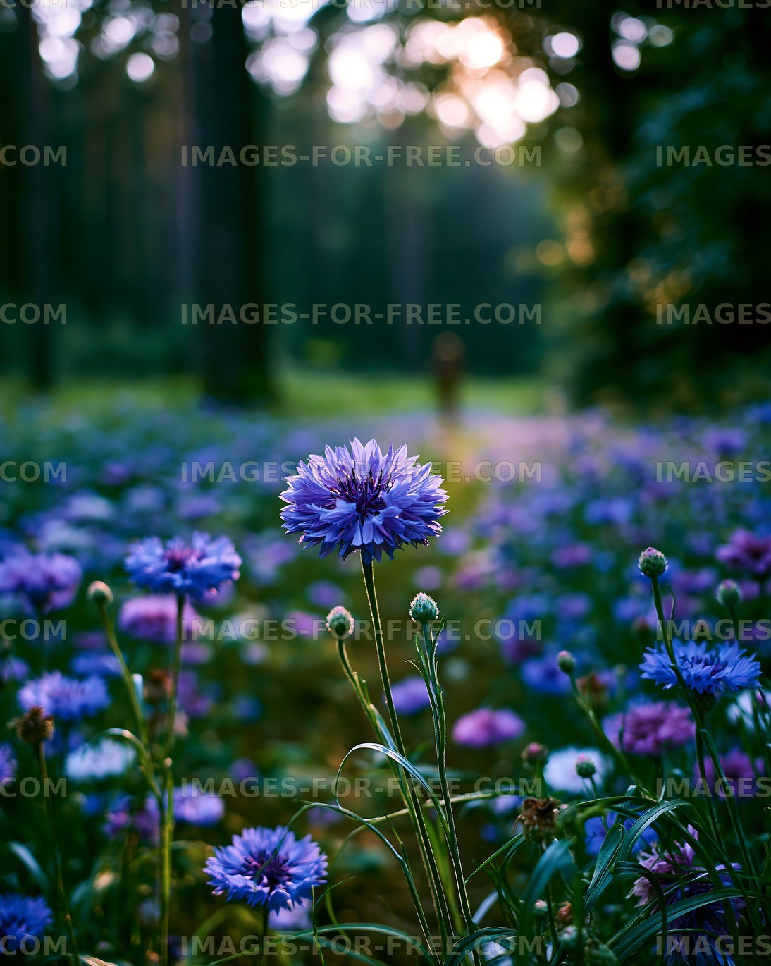 Field of blue flowers in a green forest during sunset