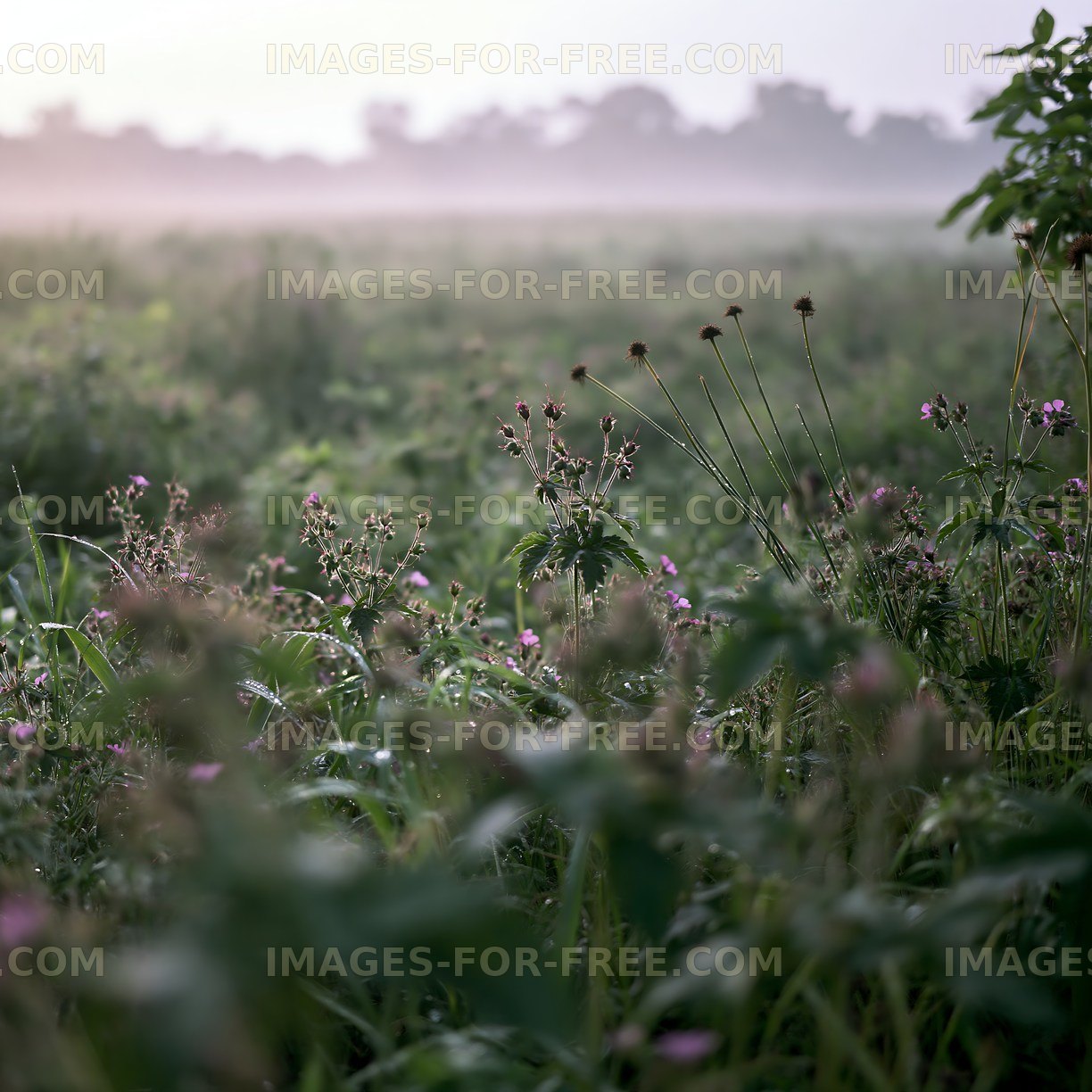 Morning light over a misty field with wildflowers and greenery