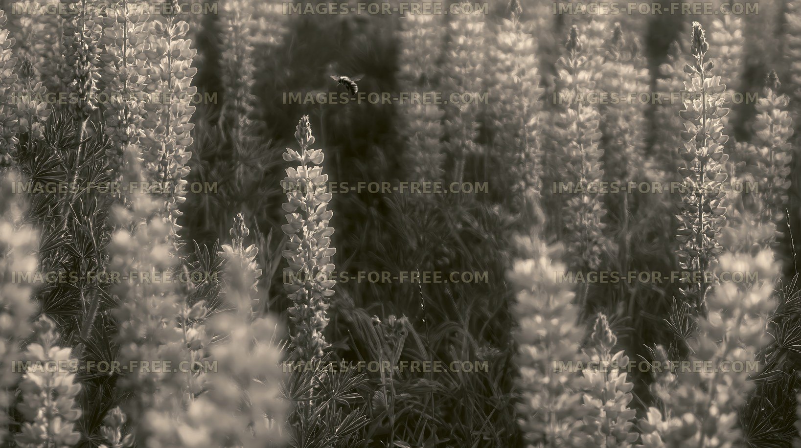 Lupine flowers in a field with blurred background
