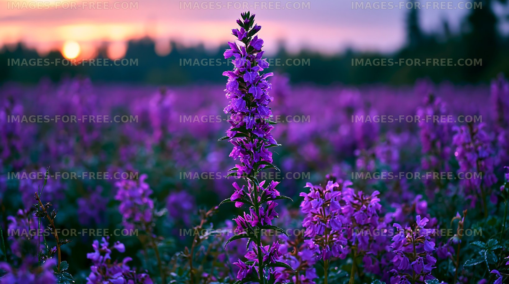 Field of purple flowers at sunset near a wooded area