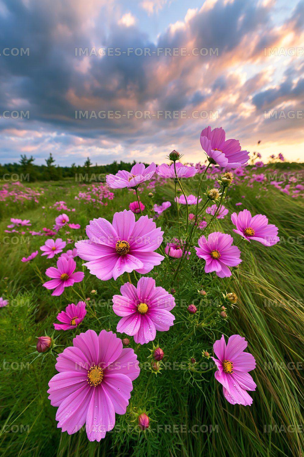 Pink flowers bloom in a field under cloudy skies