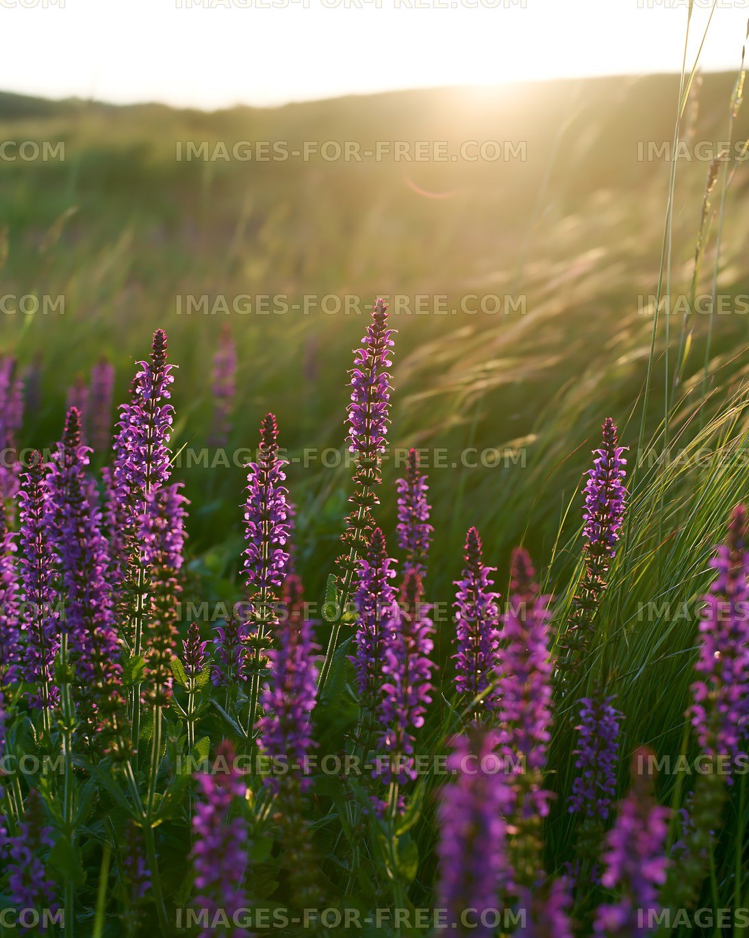 Purple wildflowers in a grassy field during sunset