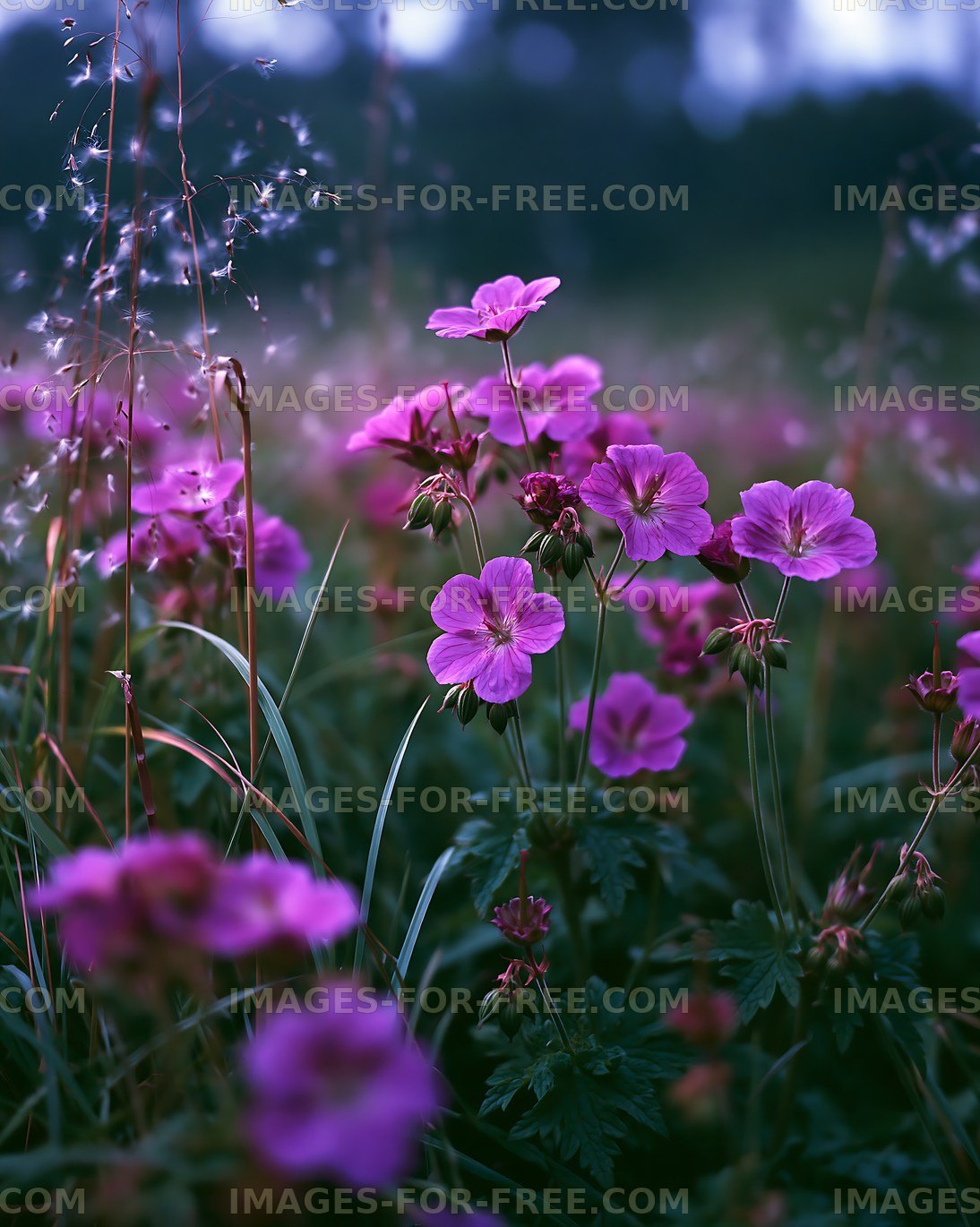 Vivid pink flowers bloom in a grassy field during early morning