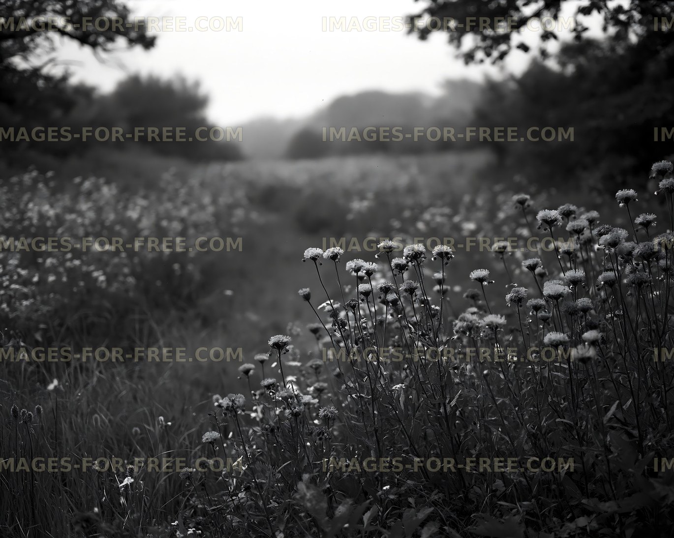 Flowers in a field on a foggy day