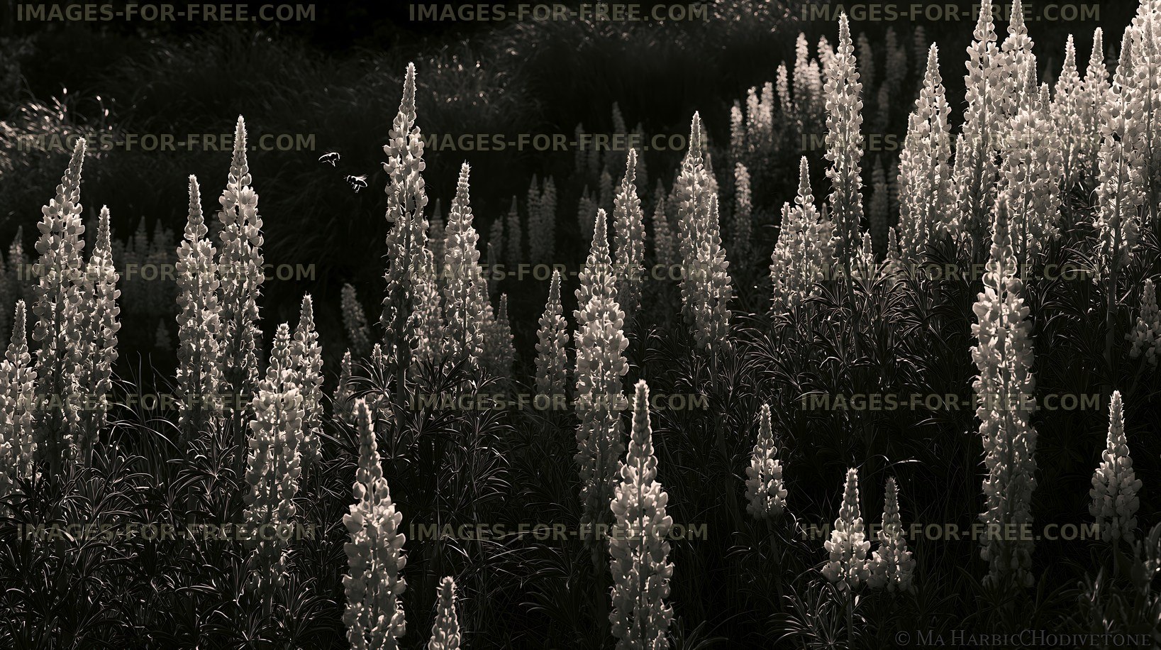 Lupine flowers in black and white in a field during the day