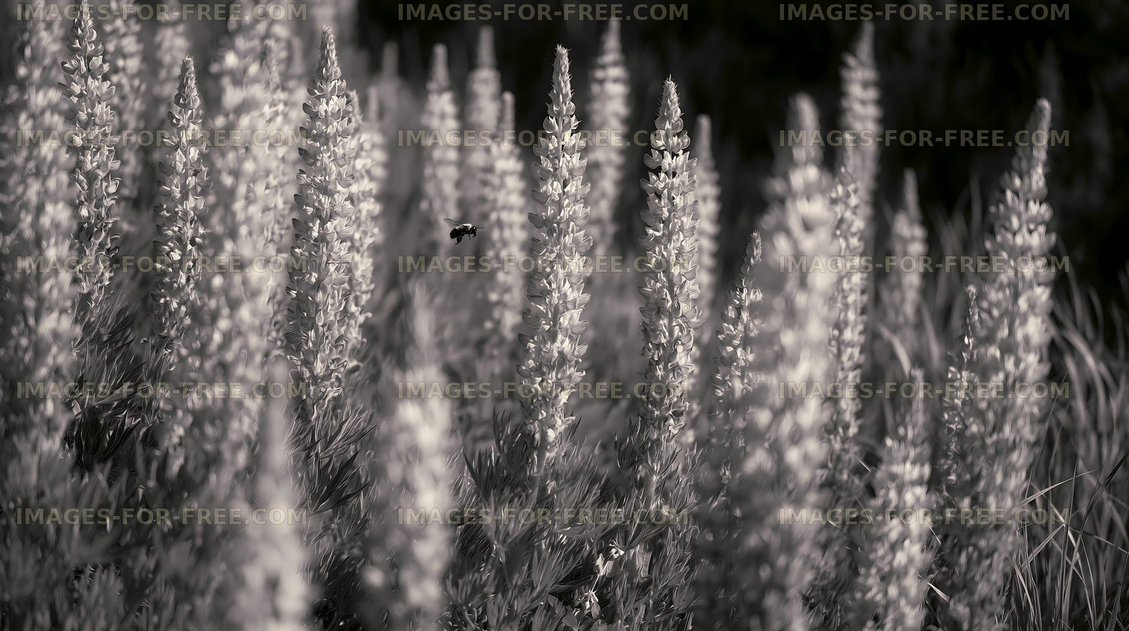 Lupine flowers in black and white with a bee