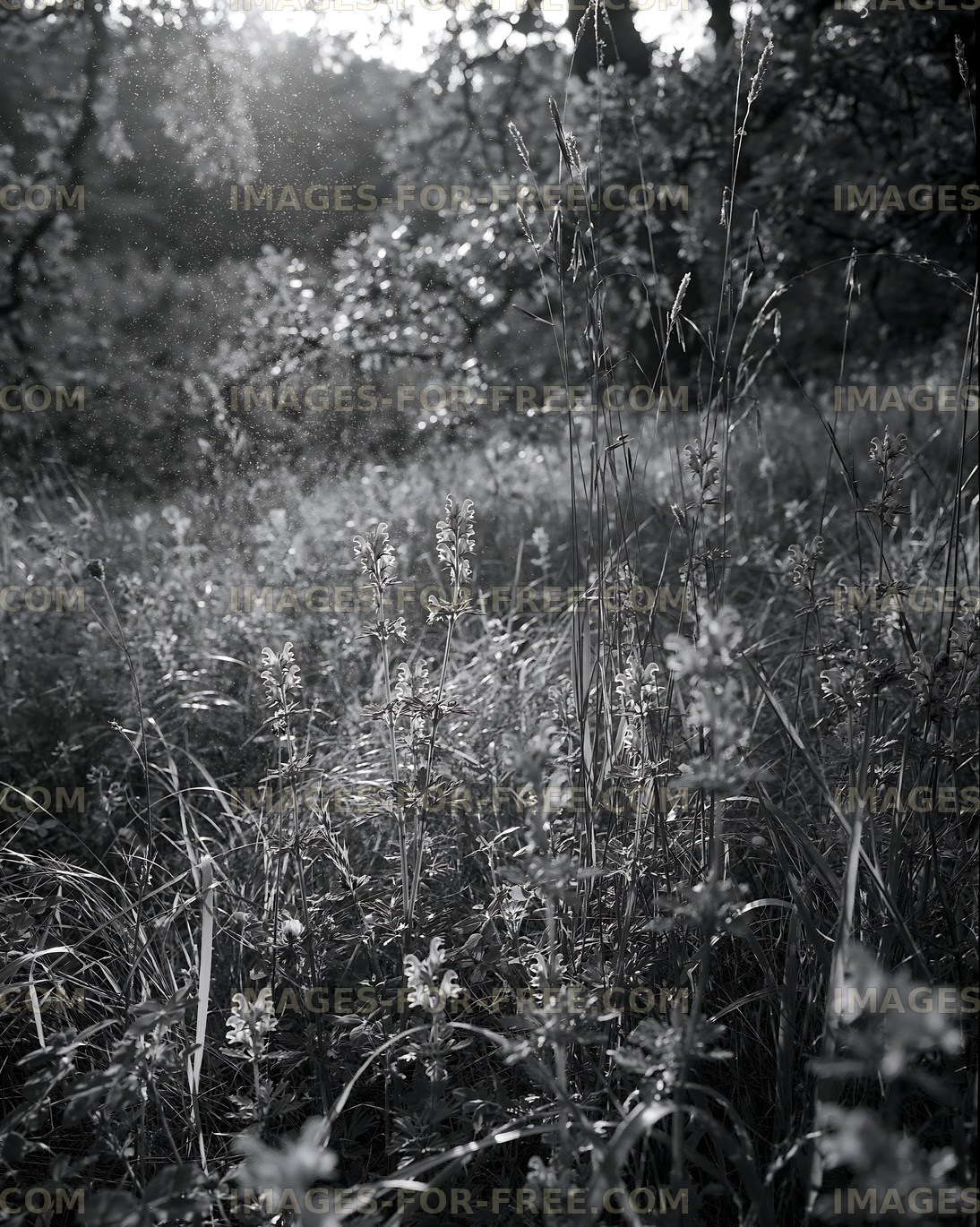 Sunlight shining through tall grass and wildflowers in a field