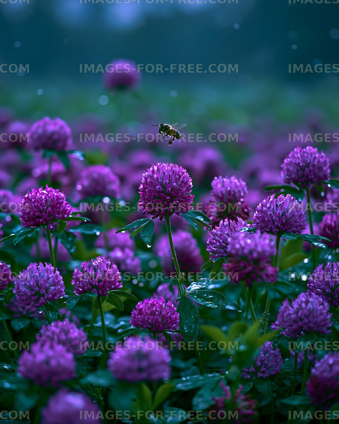 Bee collecting nectar from clover flowers in a field
