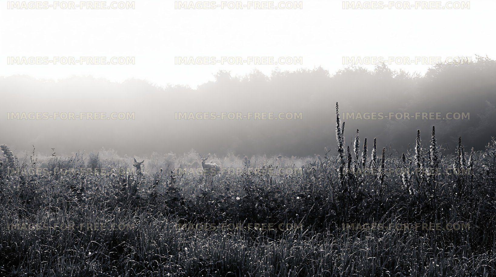 Deer grazing in a misty meadow at dawn