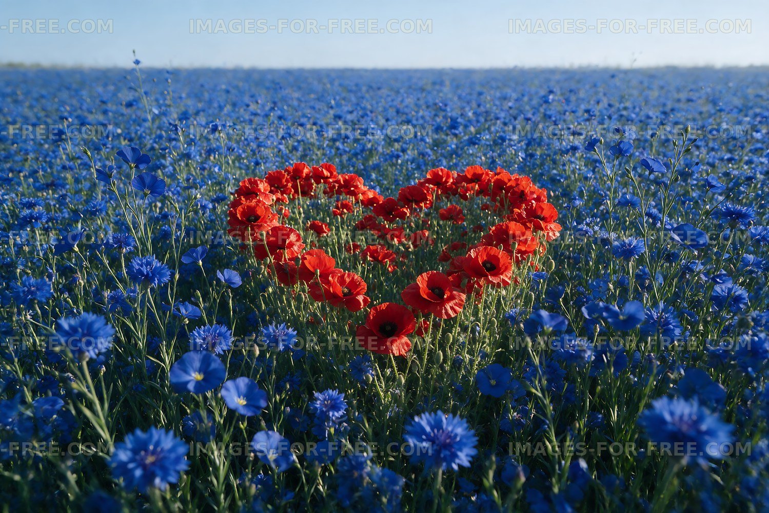 Heart shape made of red flowers in blue field