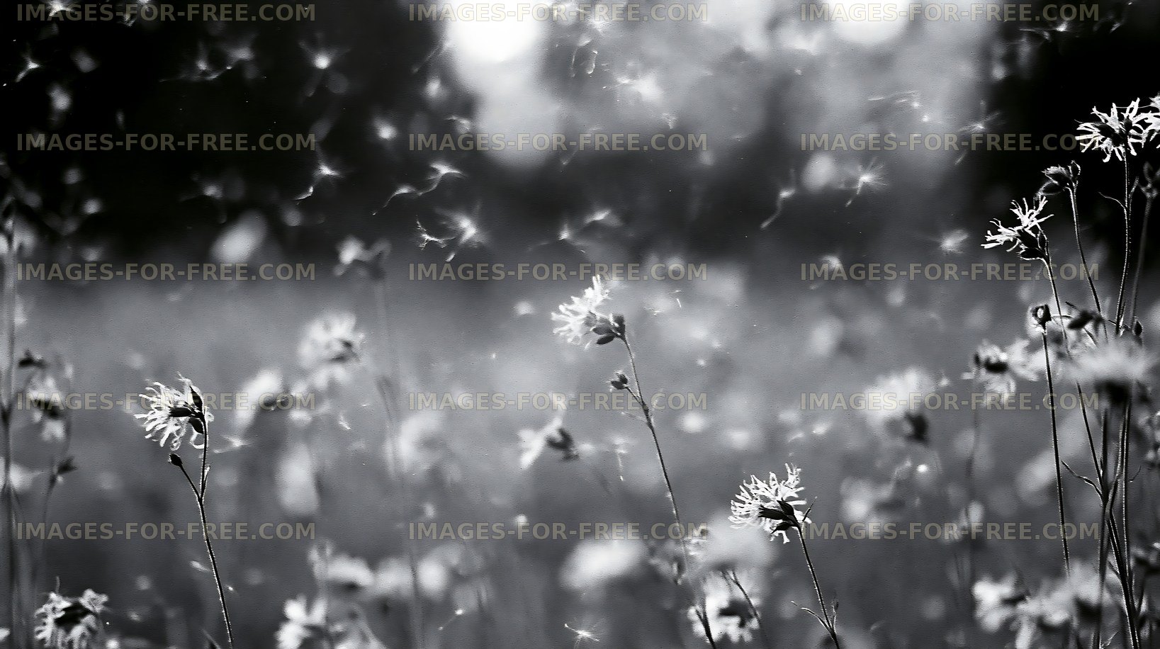 Wildflowers in a sunny meadow with floating seeds