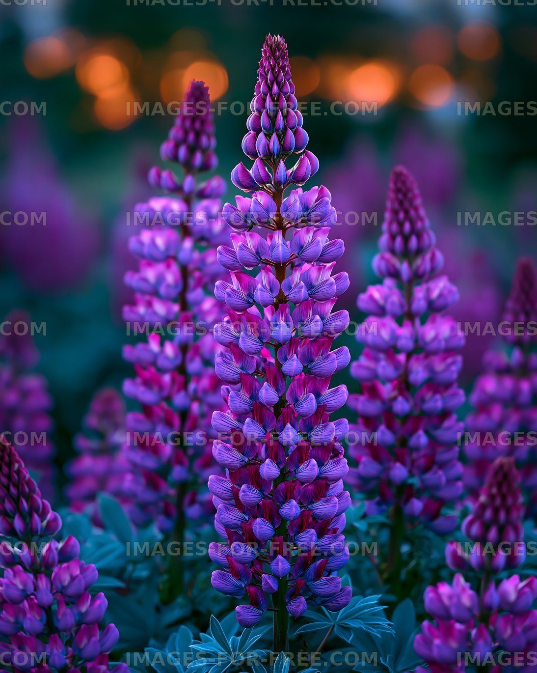 Vibrant purple lupine flowers in a garden at twilight