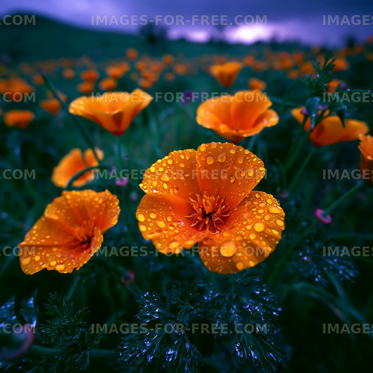 Bright orange flowers with raindrops in a green field