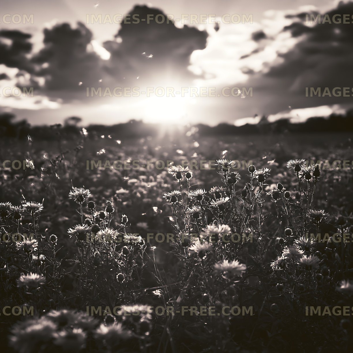 Sunset over a field filled with flowers and clouds
