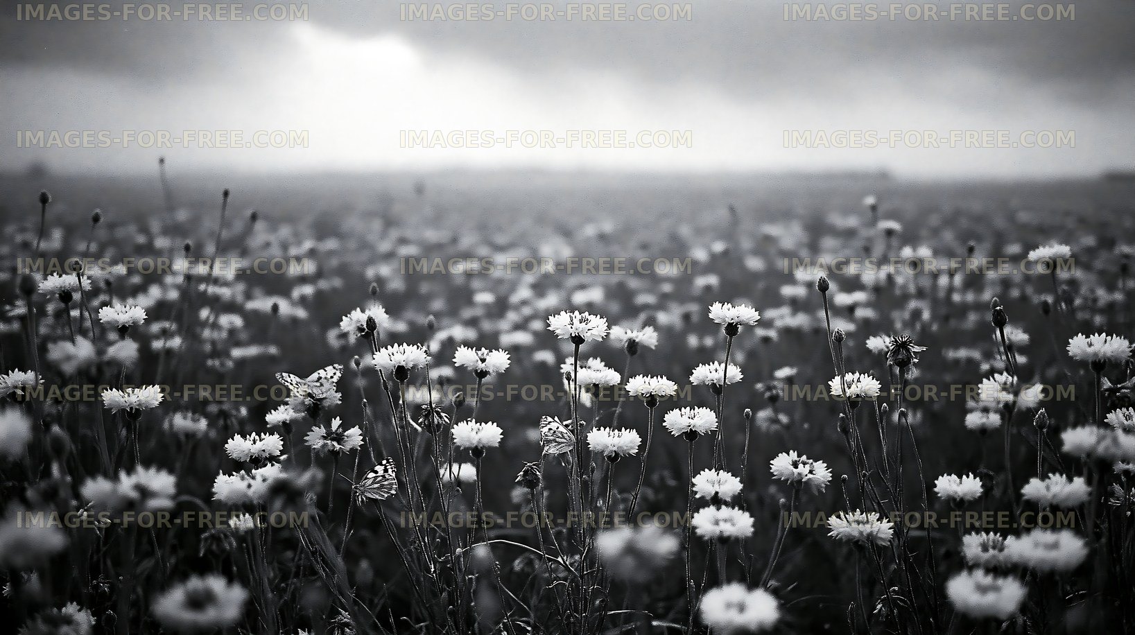 Field of wildflowers under cloudy sky