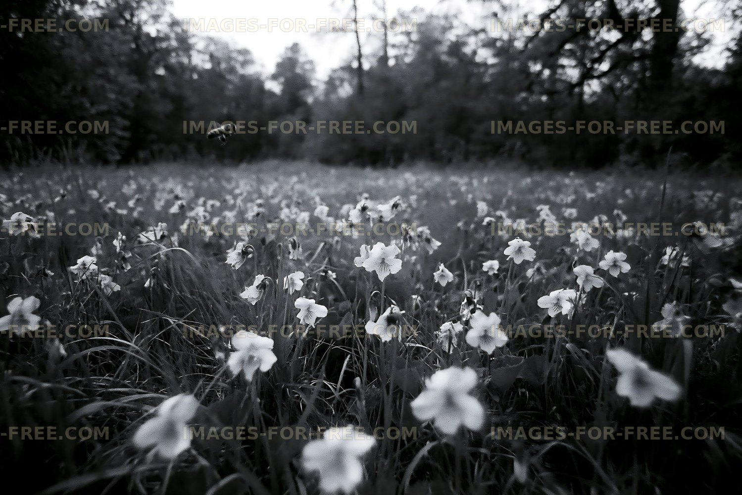 Field of flowers in black and white during late afternoon light
