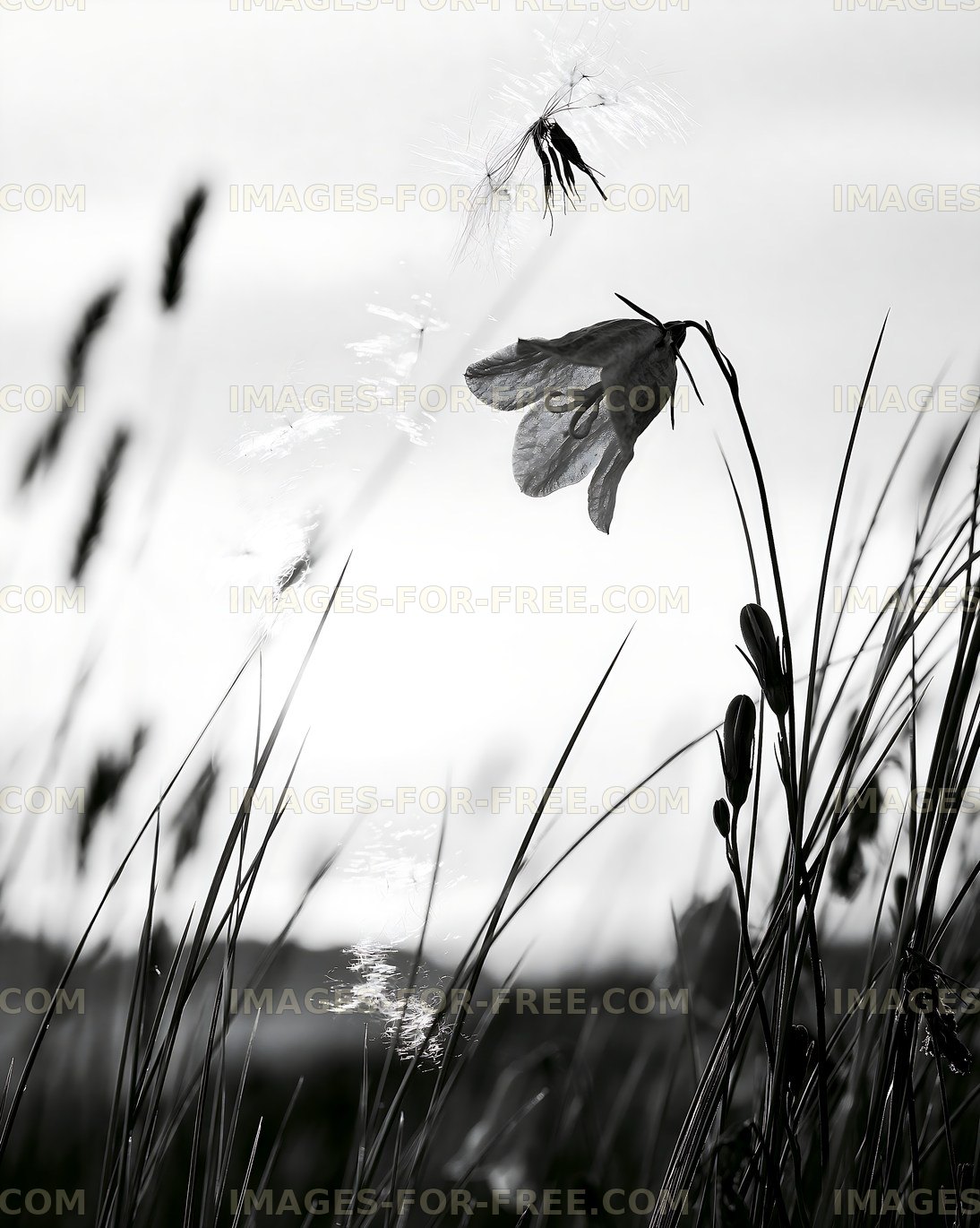 Wildflower in field at sunset with tall grass