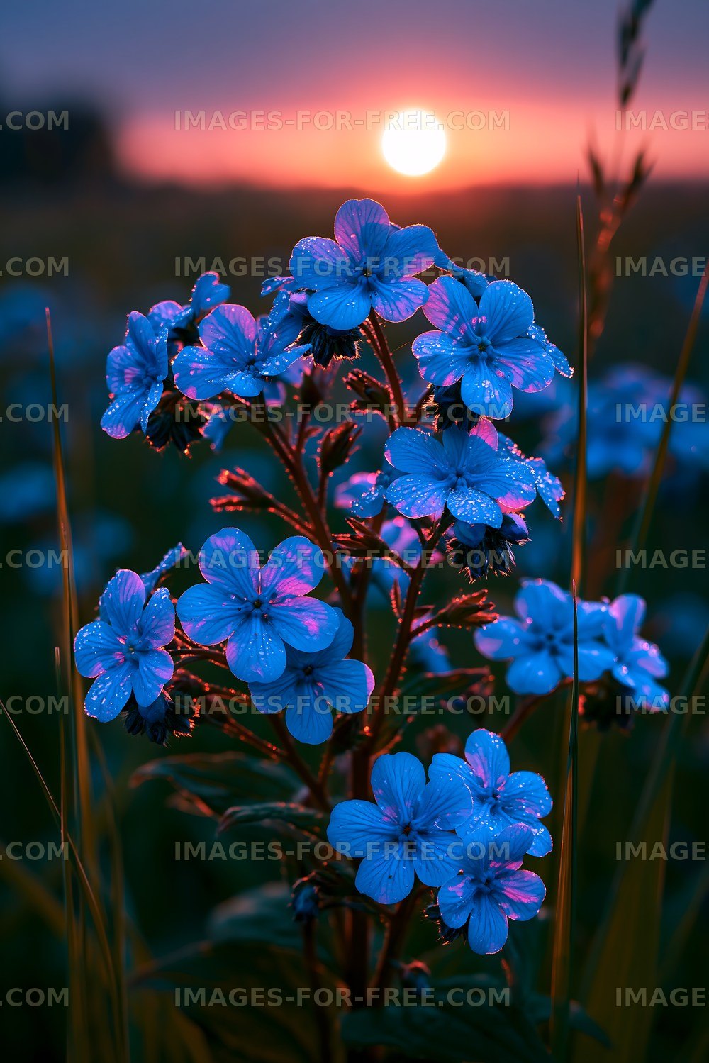 Flowers in sunset light with dew drops