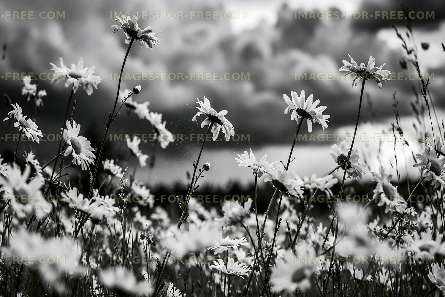 Black and white flowers in a field under cloudy sky