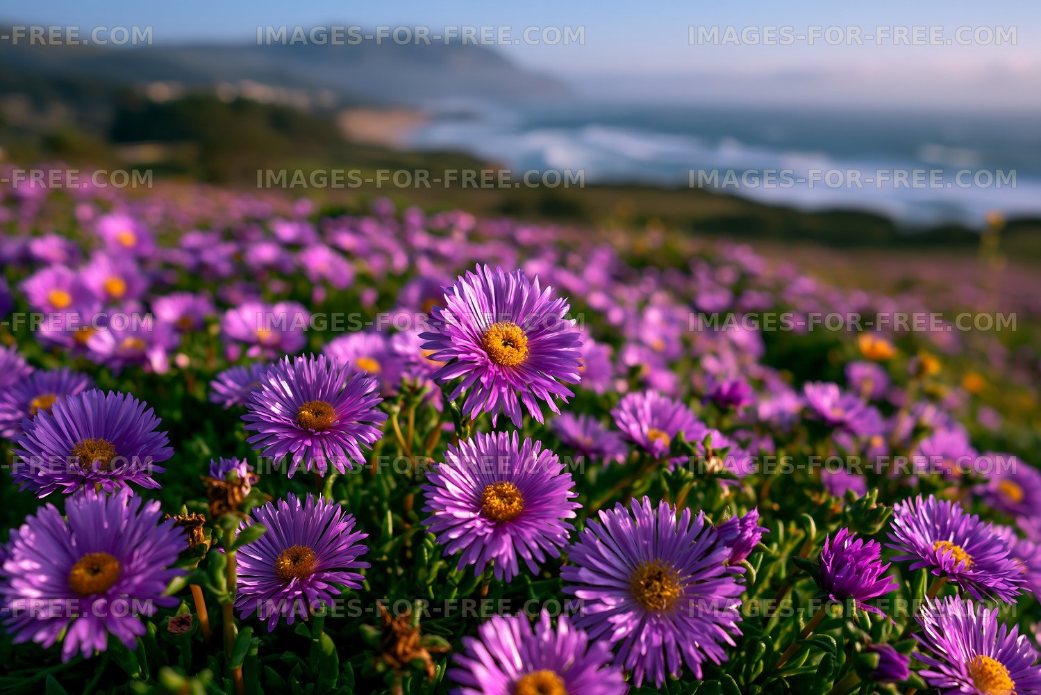 Vibrant purple flowers by the ocean at sunset