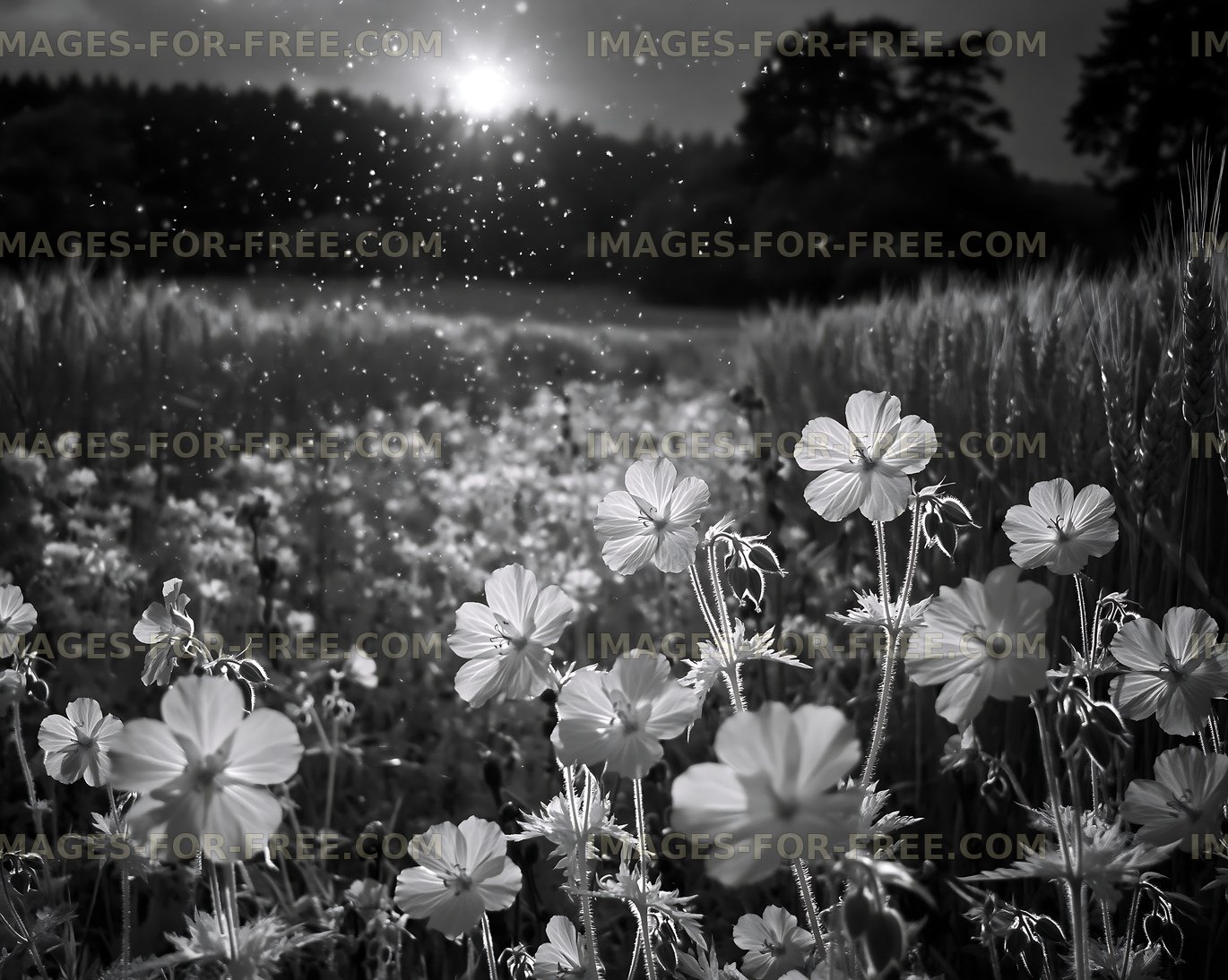 Field of flowers under bright sunlight in black and white