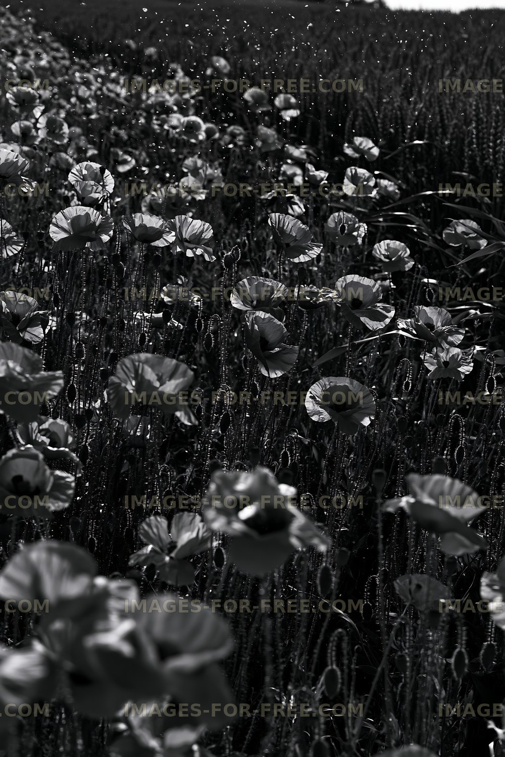 Field of poppies in black and white showing bloom in sunlight