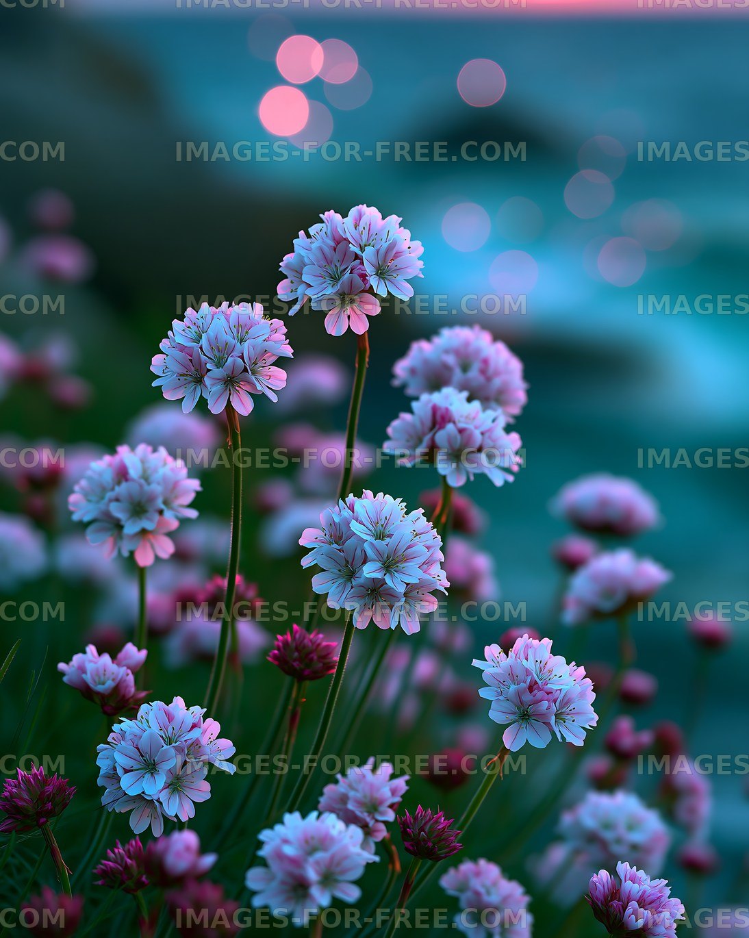 Flowers blooming by the shore at sunset