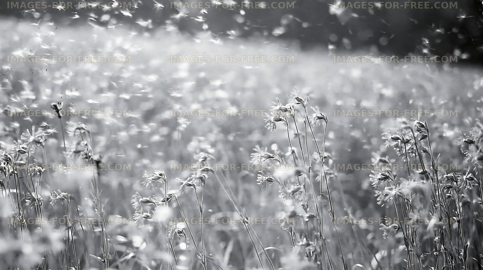 Black and white field of wildflowers swaying in the wind