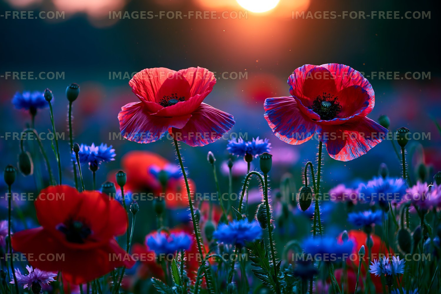 Poppies and cornflowers at sunset with warm light