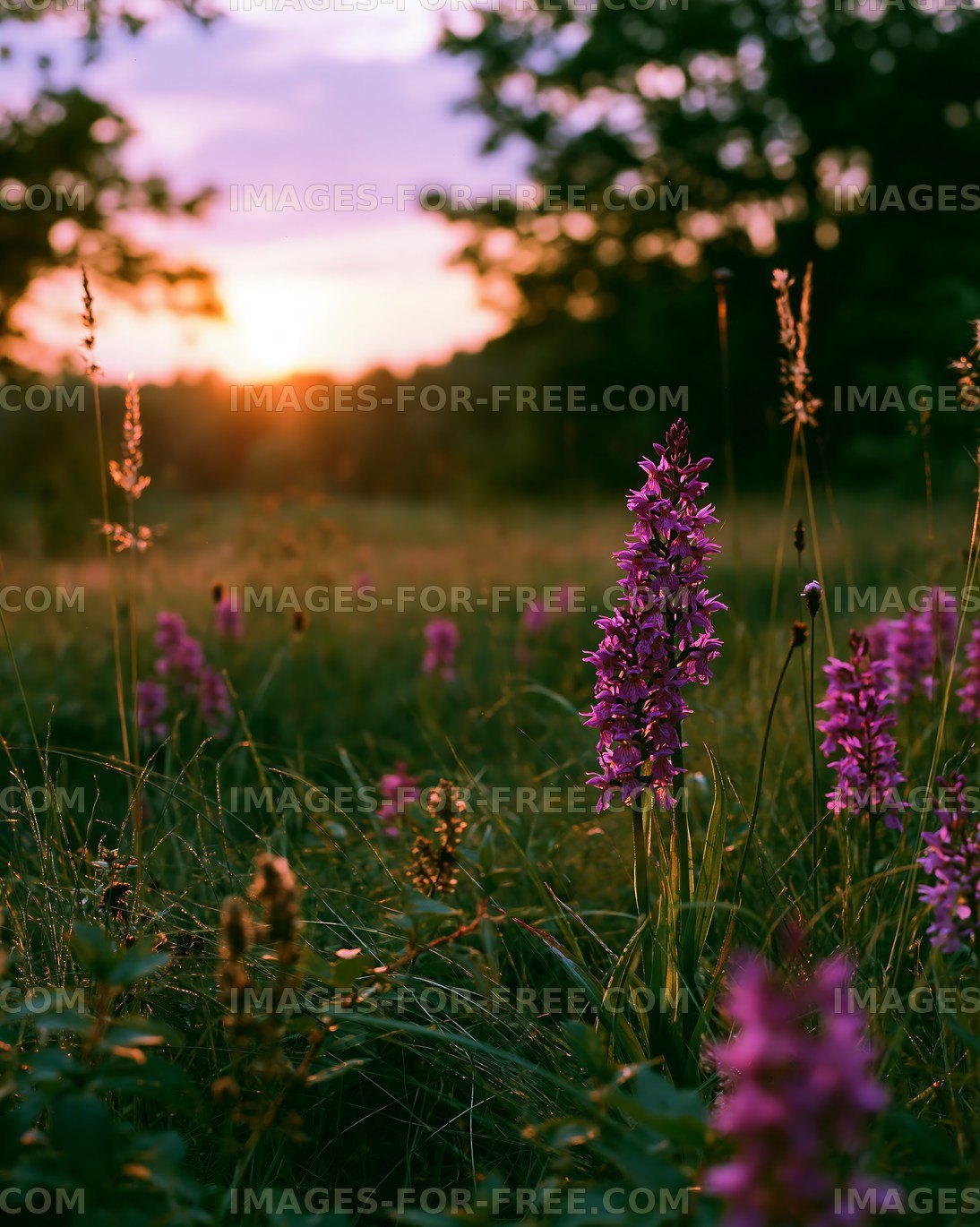 Vibrant wildflowers during sunset in an open field