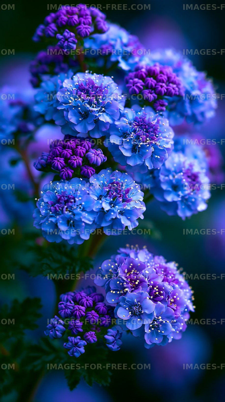 Colorful flowers in bloom with purple and blue petals
