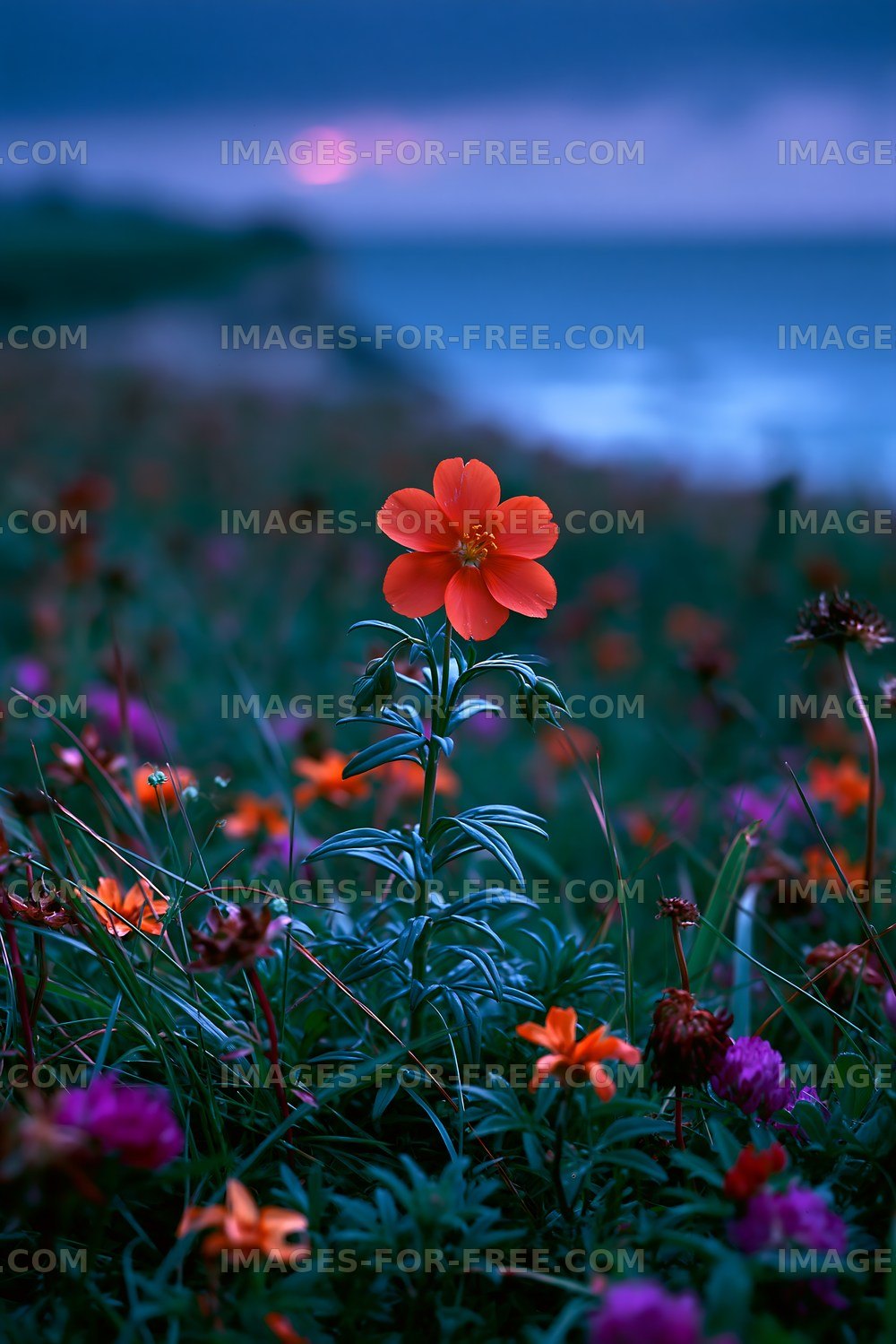 Orange flower blooms in a field by the sea at dusk